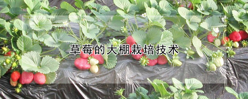 草莓的大棚栽培技術