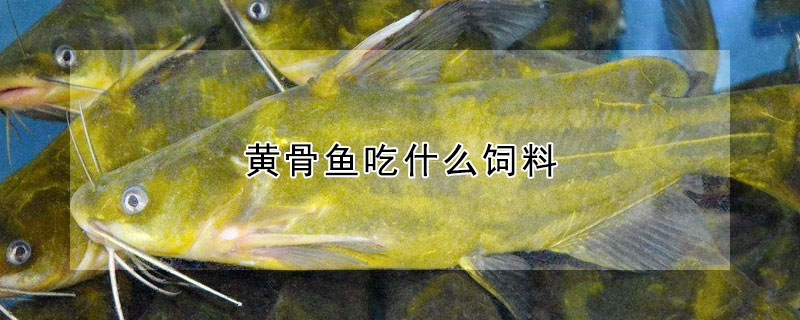 黃骨魚吃什么飼料