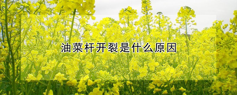 油菜桿開(kāi)裂是什么原因