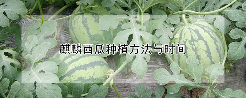 麒麟西瓜種植方法與時(shí)間