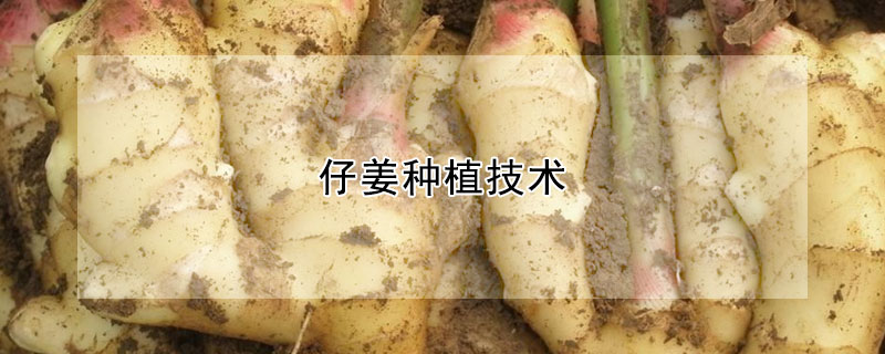 仔姜種植技術(shù)