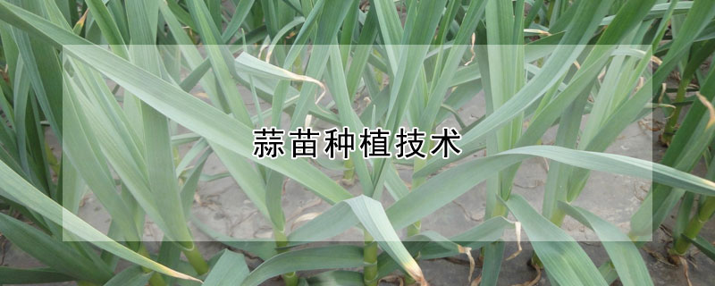 蒜苗種植技術(shù)