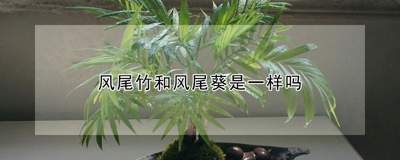 風尾竹和風尾葵是一樣嗎