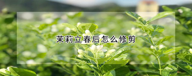 茉莉立春后怎么修剪