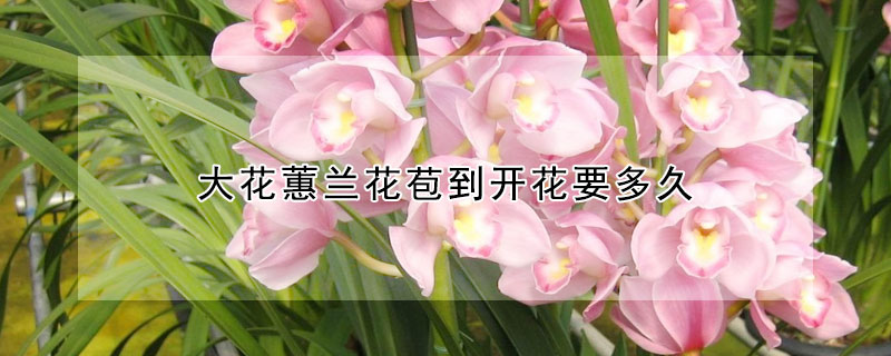 大花蕙蘭花苞到開花要多久