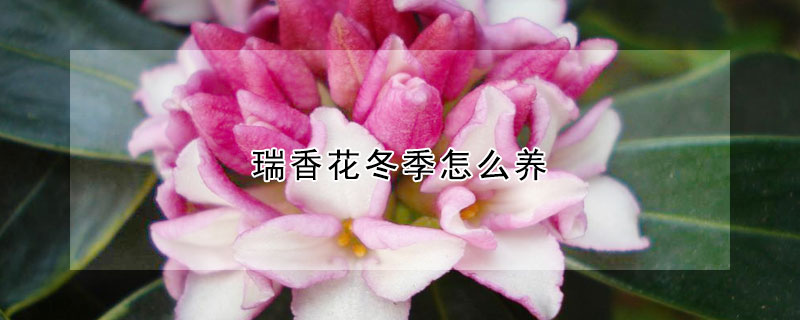 瑞香花冬季怎么養(yǎng)