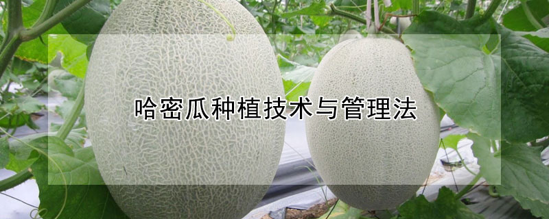 哈密瓜種植技術與管理法