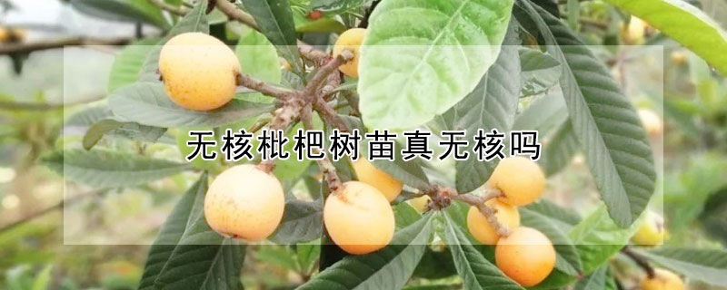 無核枇杷樹苗真無核嗎