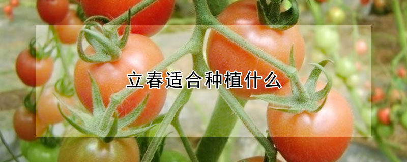 立春適合種植什么