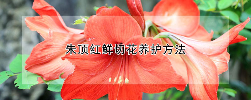 朱頂紅鮮切花養(yǎng)護(hù)方法