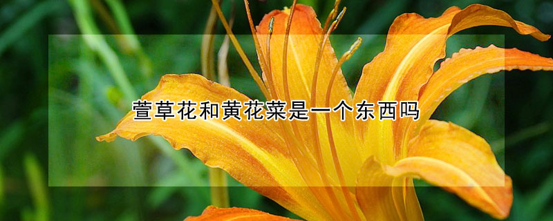 萱草花和黃花菜是一個東西嗎