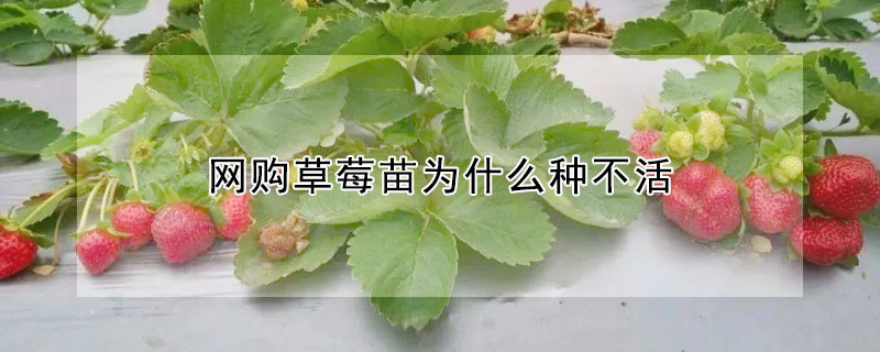 網購草莓苗為什么種不活