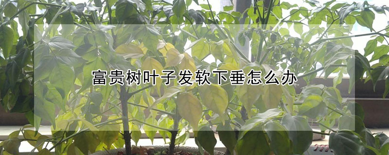 富貴樹葉子發軟下垂怎么辦