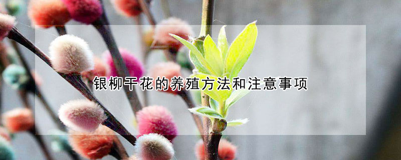 銀柳干花的養(yǎng)殖方法和注意事項