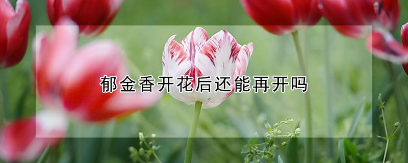 郁金香開花后還能再開嗎