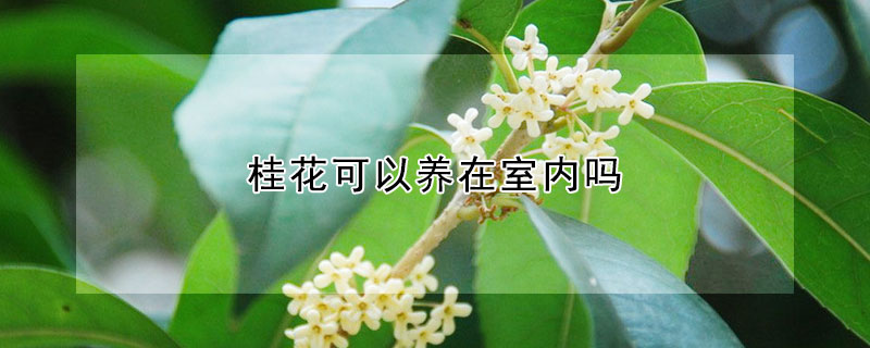 桂花可以養(yǎng)在室內(nèi)嗎