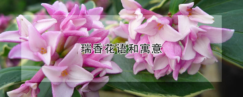 瑞香花語和寓意