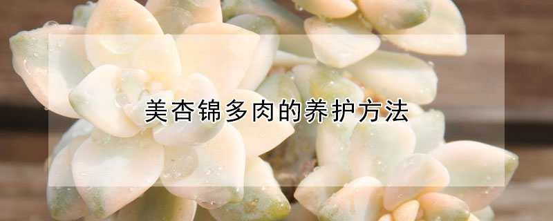 美杏錦多肉的養(yǎng)護(hù)方法