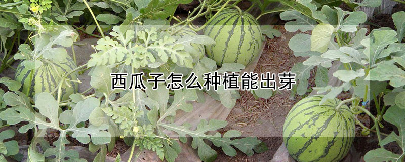 西瓜子怎么種植能出芽