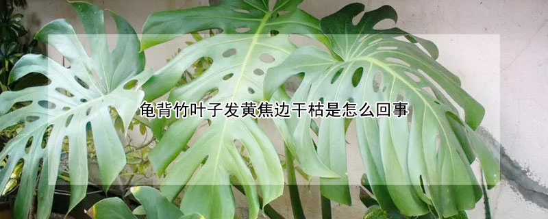 龜背竹葉子發(fā)黃焦邊干枯是怎么回事