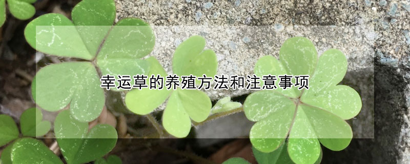 幸運草的養殖方法和注意事項