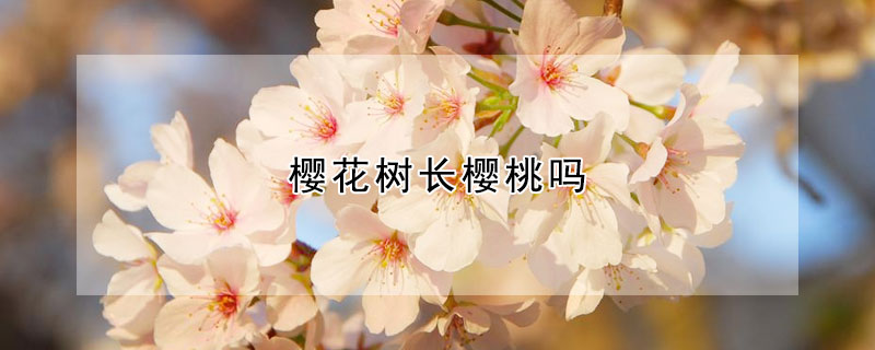 櫻花樹長櫻桃嗎