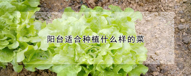 陽臺適合種植什么樣的菜