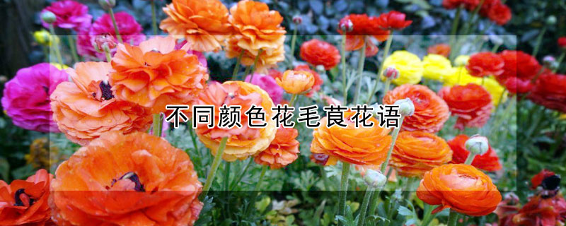 不同顏色花毛茛花語