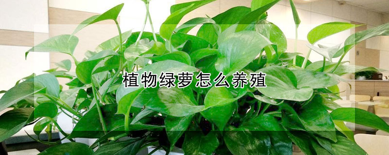 植物綠蘿怎么養殖