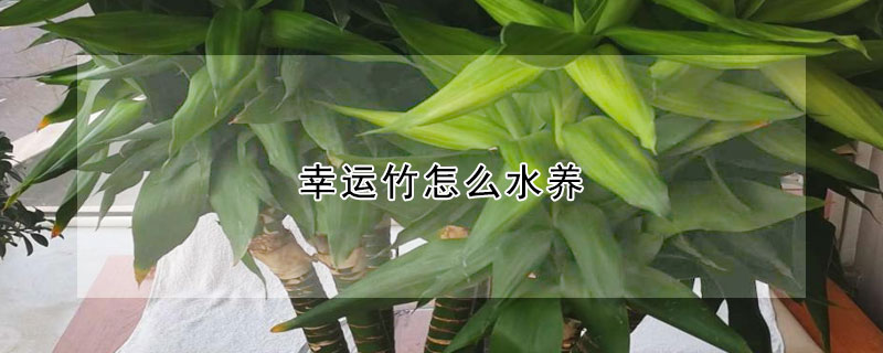 幸運竹怎么水養(yǎng)