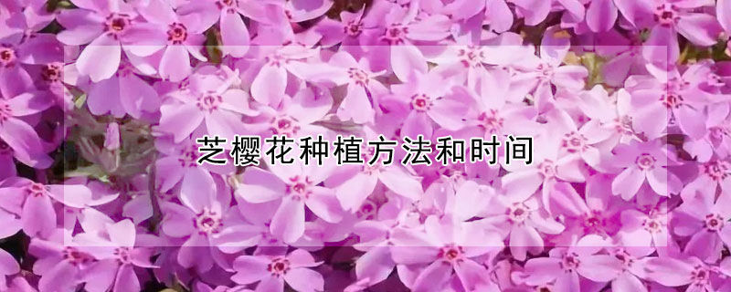 芝櫻花種植方法和時(shí)間