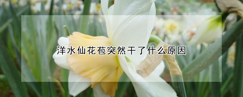 洋水仙花苞突然干了什么原因