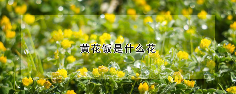 黃花飯是什么花