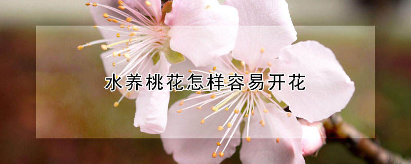 水養(yǎng)桃花怎樣容易開花