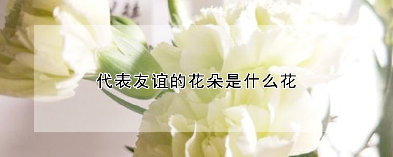 代表友誼的花朵是什么花