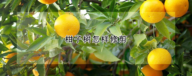 柑子樹怎樣修剪