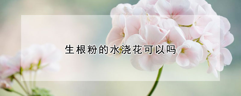 生根粉的水澆花可以嗎