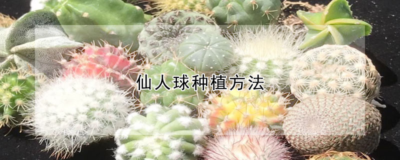 仙人球種植方法