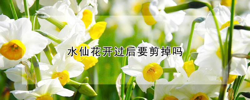 水仙花開過后要剪掉嗎