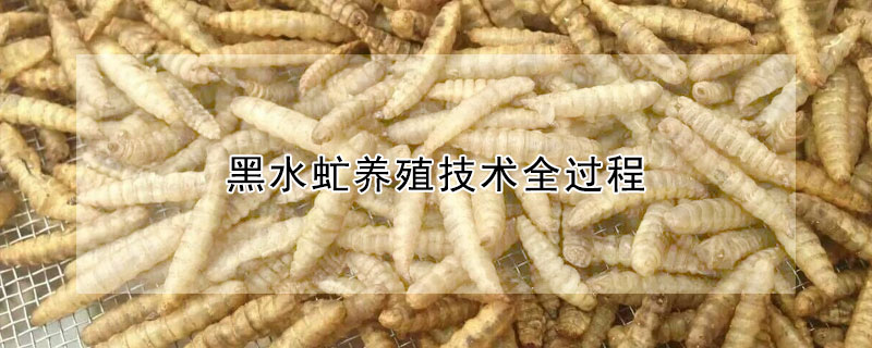 黑水虻養(yǎng)殖技術全過程