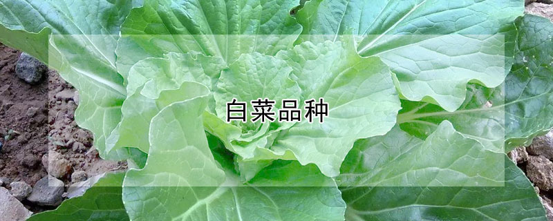 白菜品種