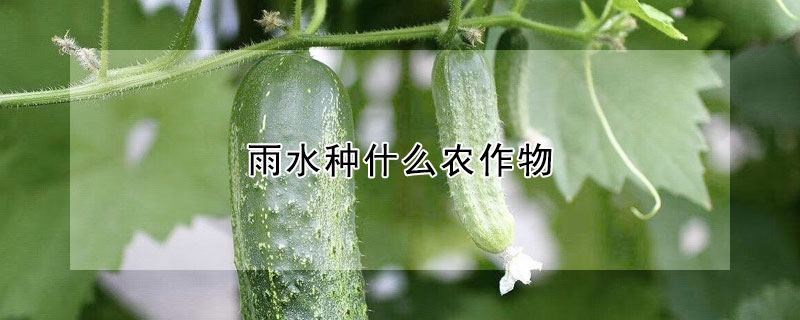 雨水種什么農(nóng)作物