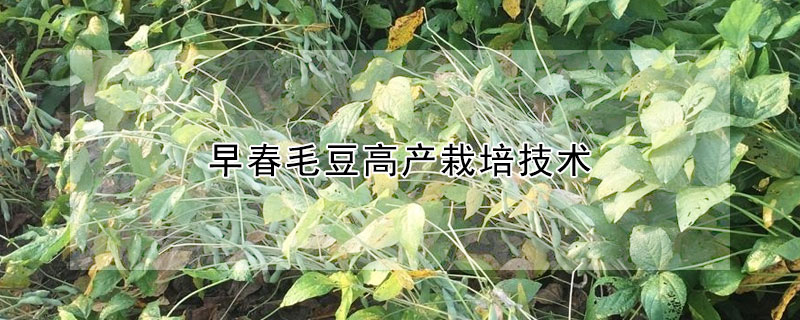 早春毛豆高產栽培技術