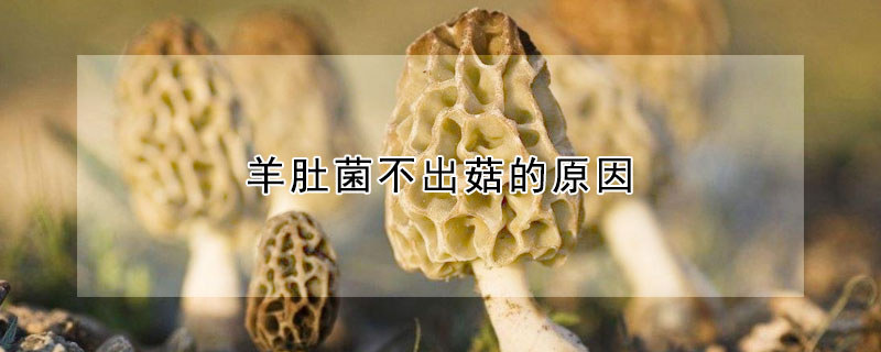 羊肚菌不出菇的原因