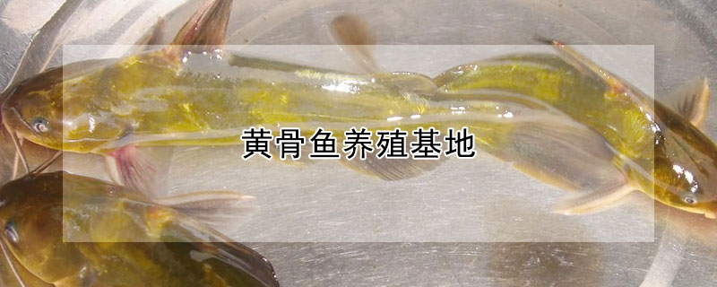 黃骨魚養(yǎng)殖基地