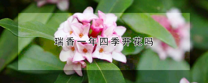 瑞香一年四季開花嗎