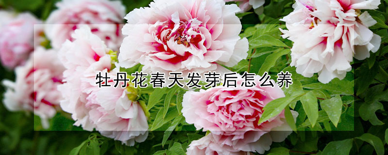 牡丹花春天發芽后怎么養