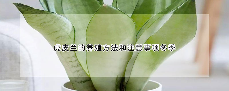 虎皮蘭的養殖方法和注意事項冬季