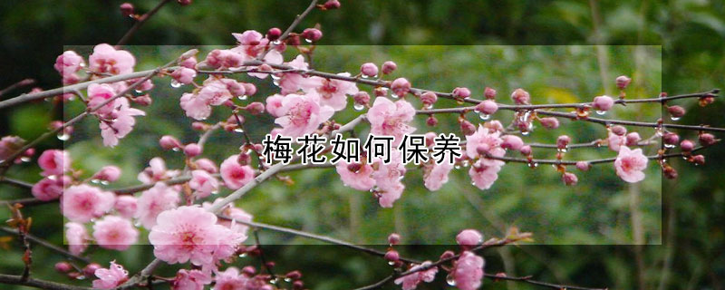 梅花如何保養(yǎng)