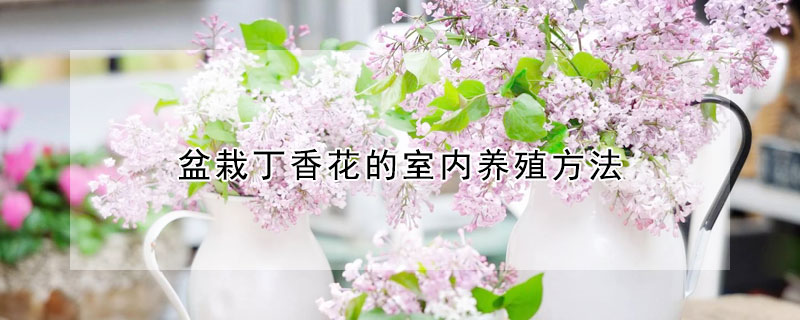 盆栽丁香花的室內養(yǎng)殖方法